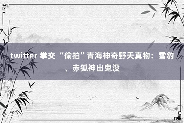 twitter 拳交 “偷拍”青海神奇野天真物：雪豹、赤狐神出鬼没