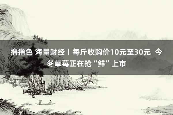 撸撸色 海量财经丨每斤收购价10元至30元  今冬草莓正在抢“鲜”上市